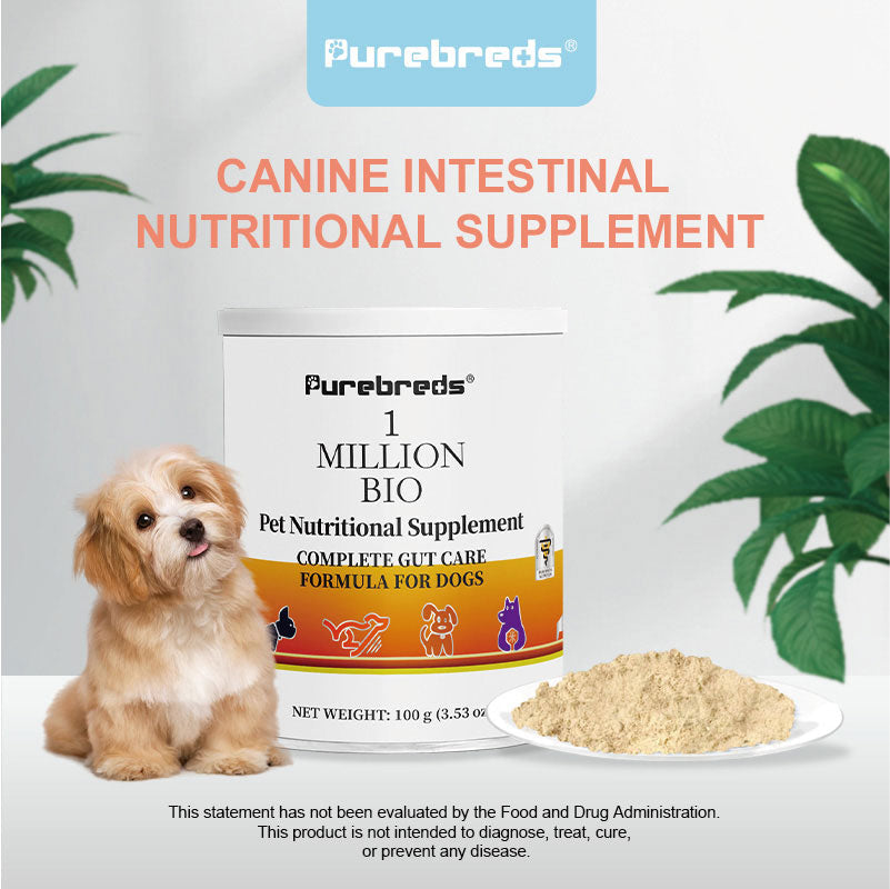 Dog with Purebreds canine probiotic powder for daily digestive support