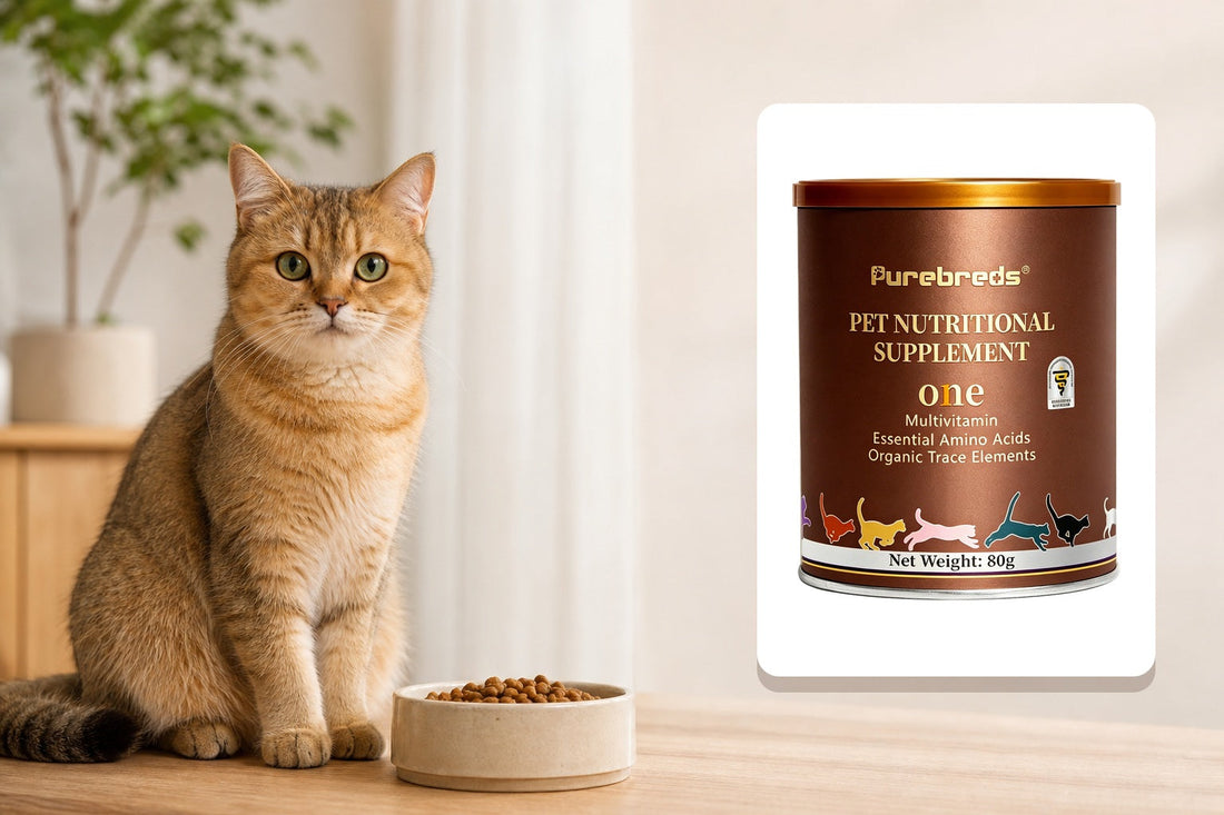 Cat with Purebreds feline multivitamin containing taurine