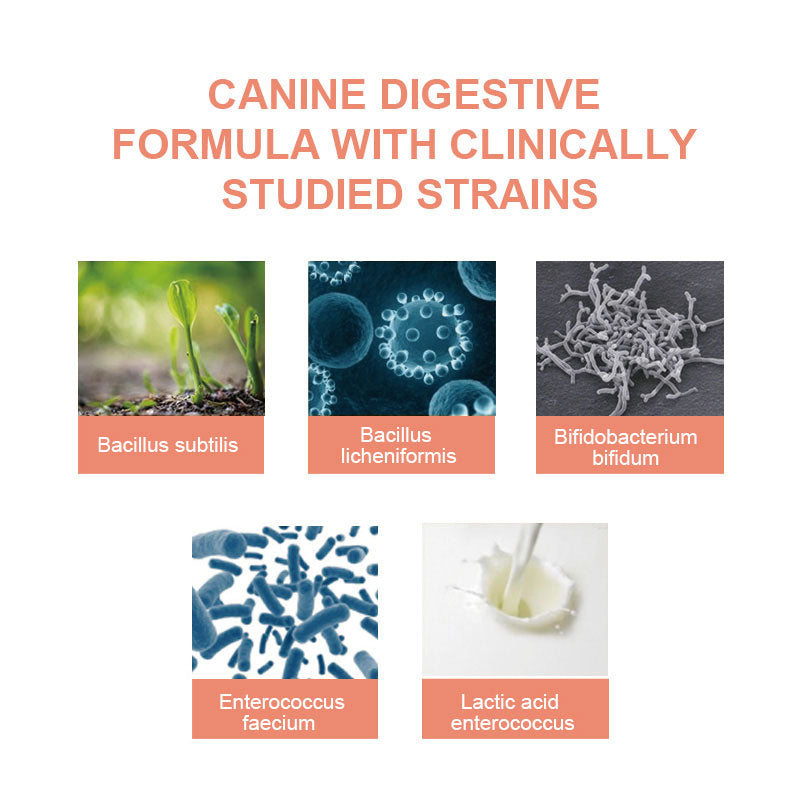 Canine Gut Health Supplement 100g key product benefits