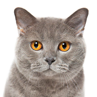 Healthy cat