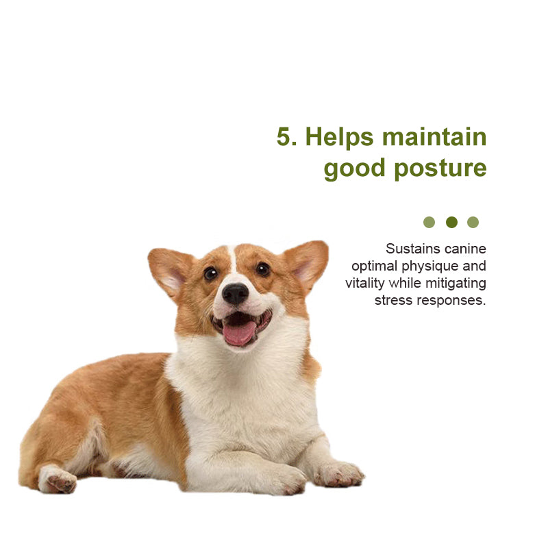 Canine Multivitamin Amino Acid & Trace Element Supplement 21g
