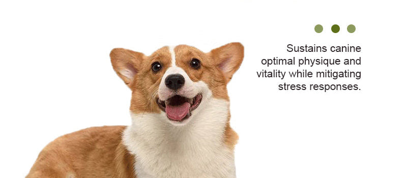 Canine Multivitamin Amino Acid & Trace Element Supplement 80g